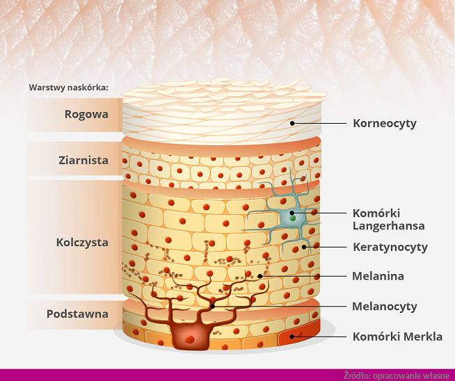 Rogowa Martwa Warstwa Naskórka Krzyżówka Jak zbudowany jest naskórek i jakie pełni funkcje? | Pirolam